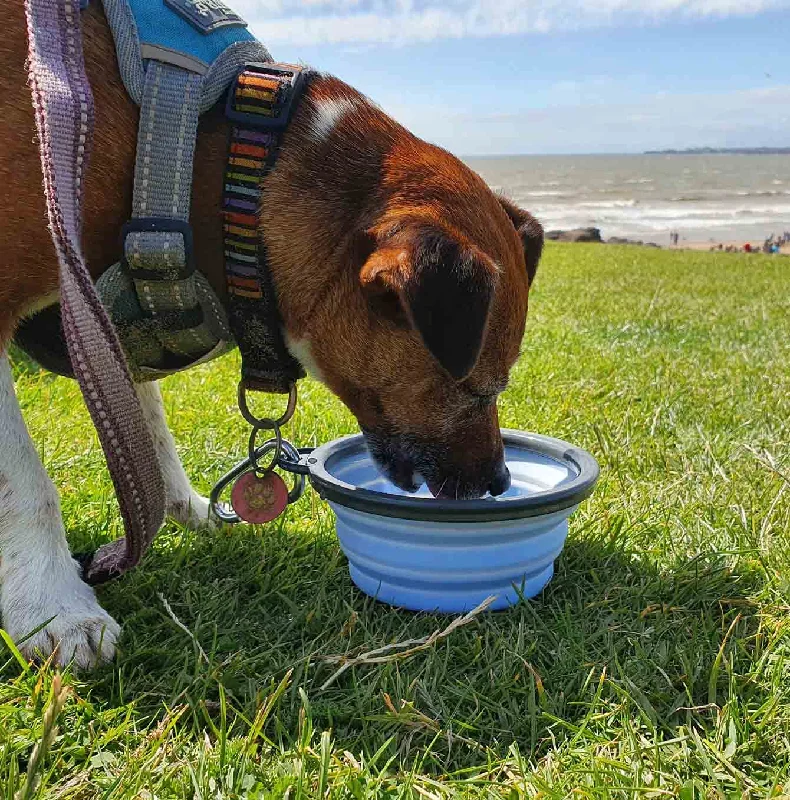 vet-approved pet supplements-Henry Wag Travel Bowl